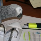 Our parrot Eddie helps us to work on our profile